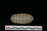 藏品(馬達冷那石鱉)的圖片